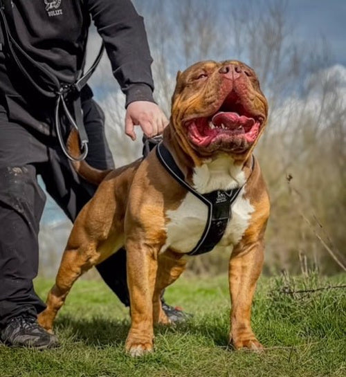 BESTIA DOG SPORT GripPro Heavy Duty Harness - Velora